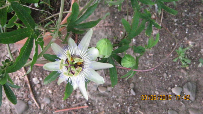 P. Caerulea - Passiflora