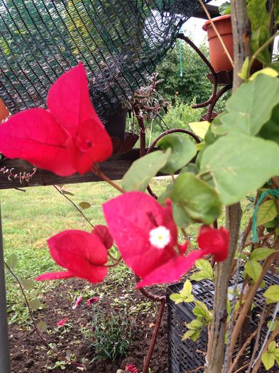 image - BOUGAINVILLEA