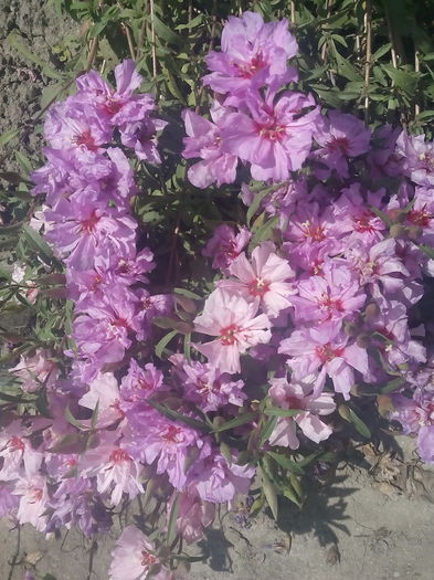 IMG_20150704_132034 - 2015 Flori in  gradina