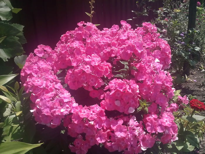 IMG_20150704_131835 - 2015 Flori in  gradina