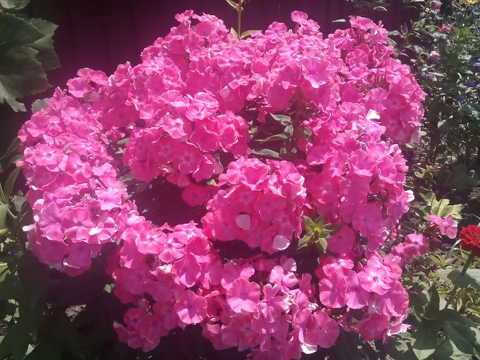 IMG_20150704_131917 - 2015 Flori in  gradina