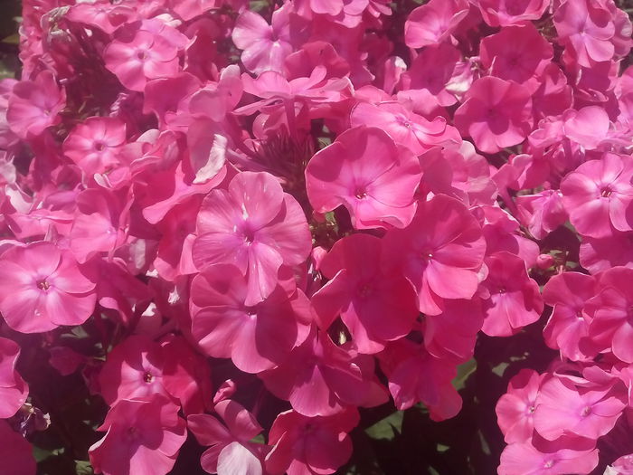 IMG_20150704_132648 - 2015 Flori in  gradina