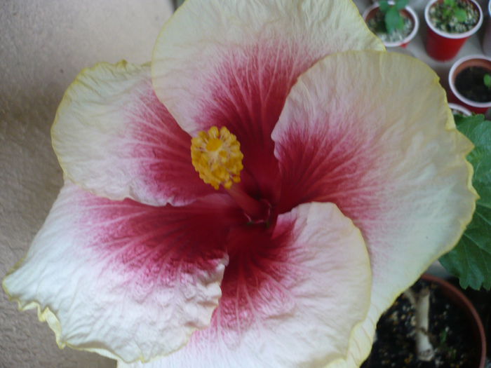 Tahitian Purple Lady