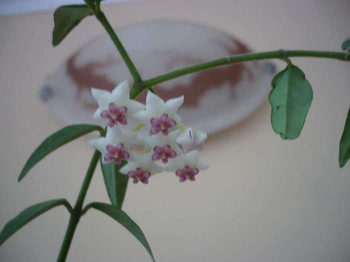 lanceolata ssp. bella - HOYA 2015