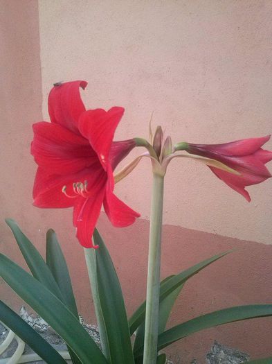 6 - Amaryllis _ crini imperiali