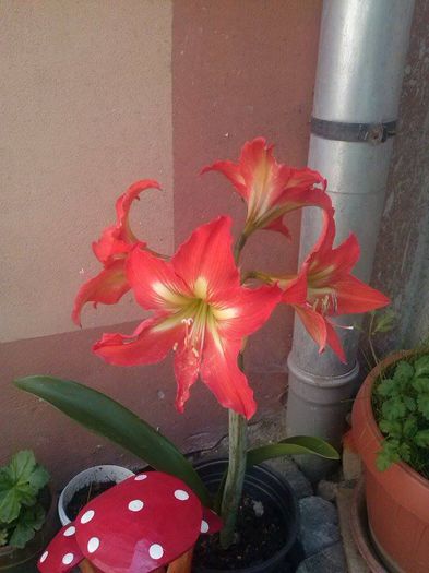 9 - Amaryllis _ crini imperiali