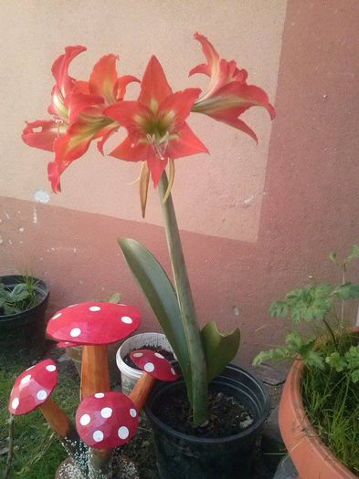 10 - Amaryllis _ crini imperiali