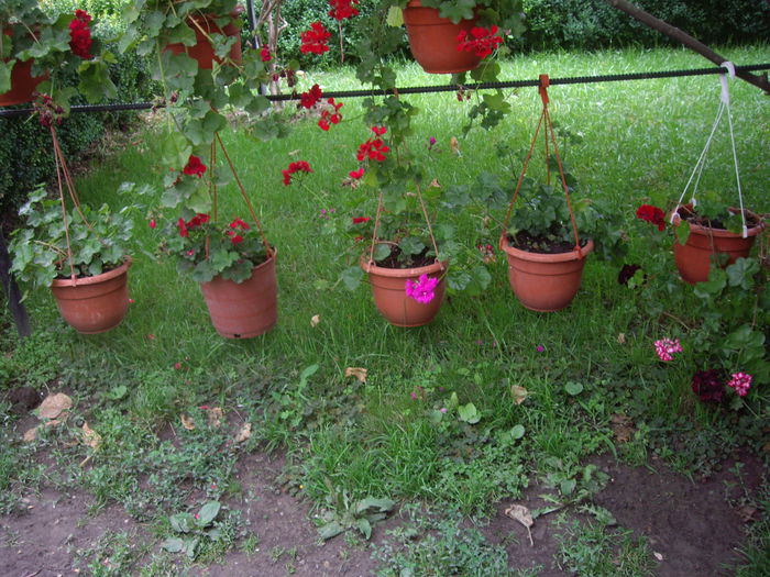 IMGP8802 - flori si trandafiri -2015 - 2