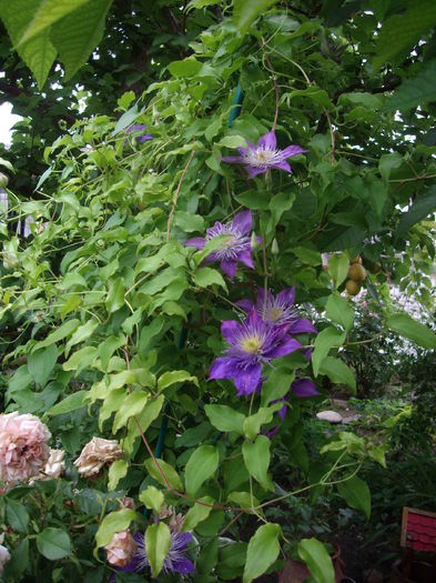 IMGP8820
