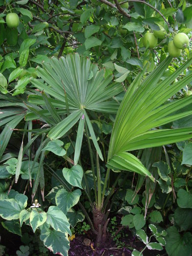 Trachycarpus