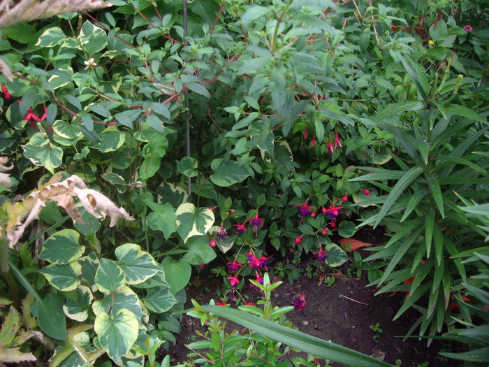 fuchsia  Magellanica si