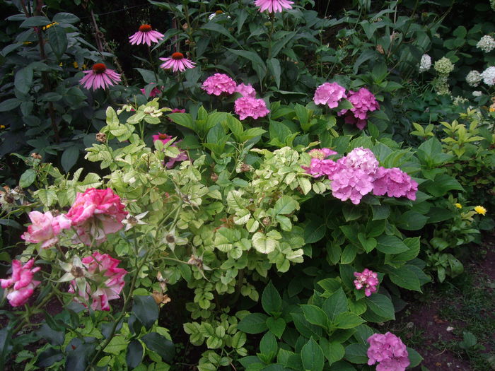 IMGP8829