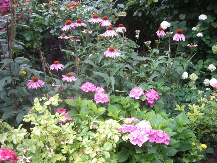 IMGP8830
