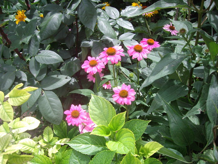 IMGP8831