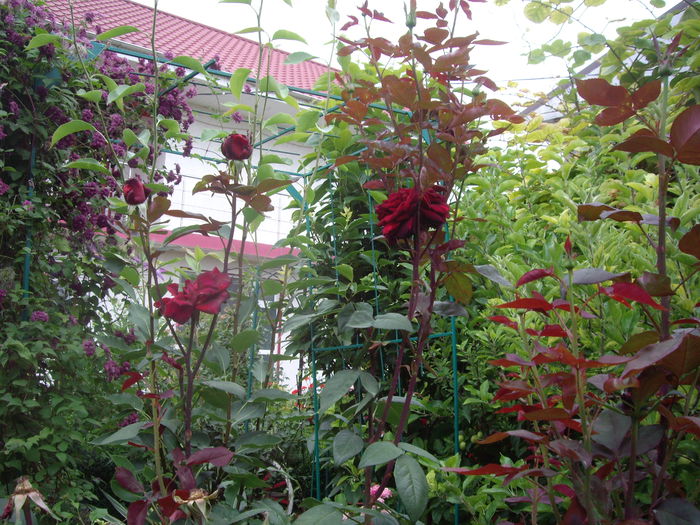IMGP8840