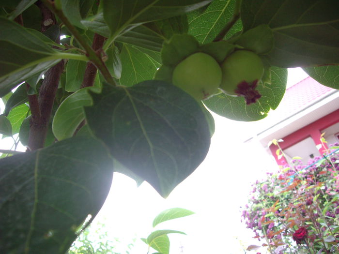 fructe kaki
