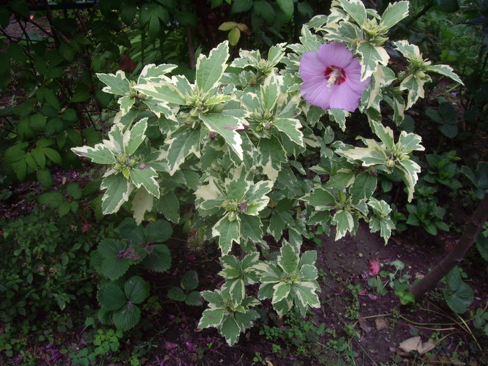 hibiscus