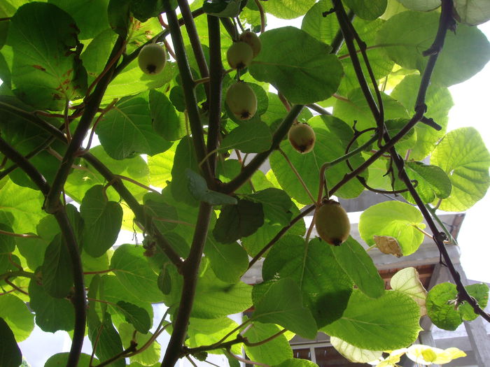 kiwi