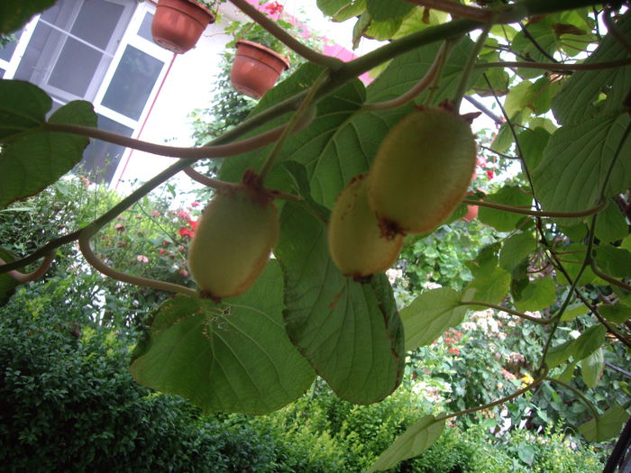 kiwi