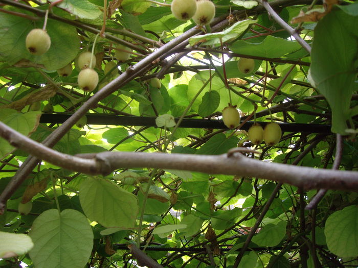 kiwi