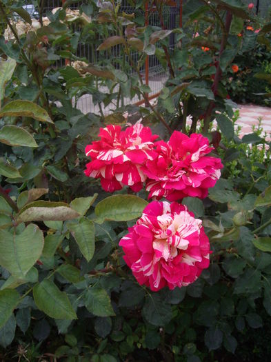 IMGP8852