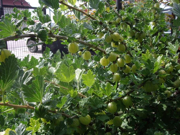 agris  in coroana