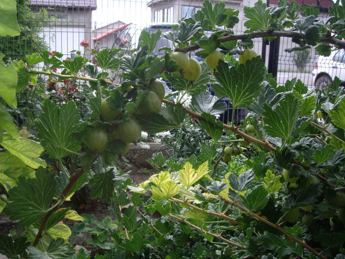 IMGP8863