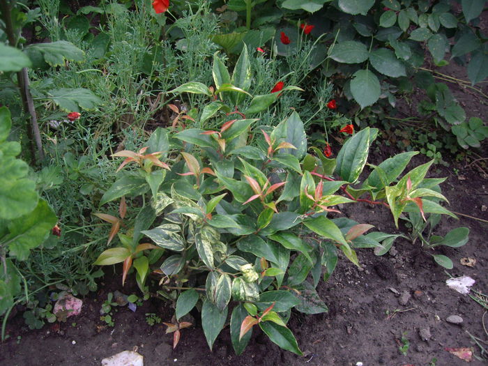Leucothoe rainbow