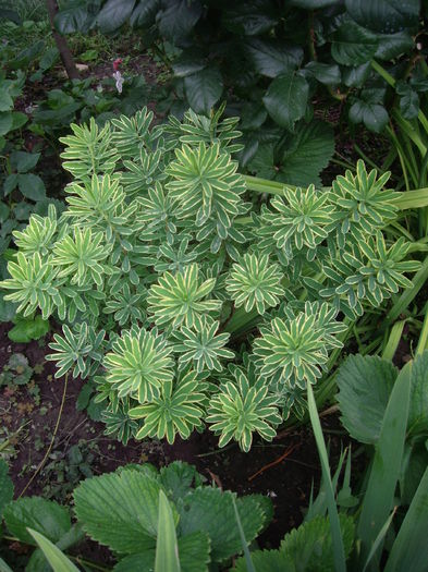 Daphne variegata