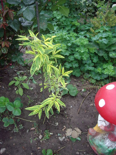 buddleja variegata