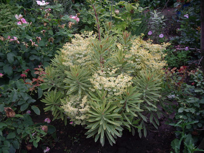 euphorbia amigdaloides