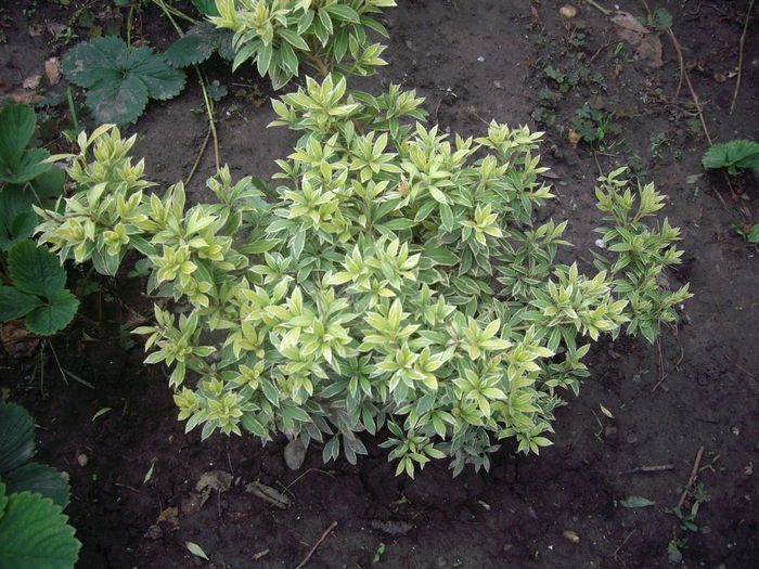 pieris flamingo silver