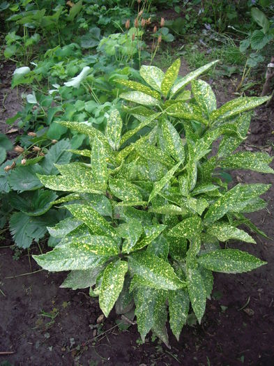 Acuba japonica variegata