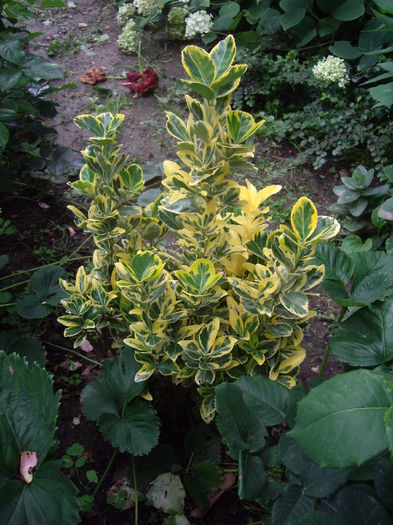 IMGP8872