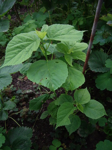 hibiscus moscheutos