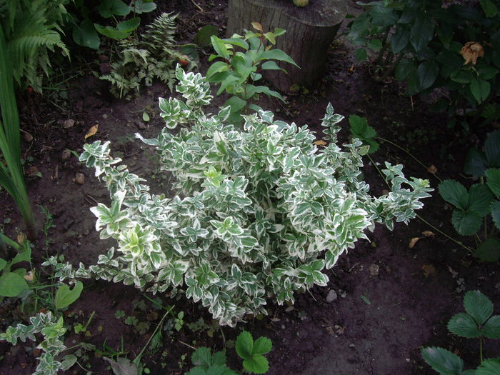 IMGP8875