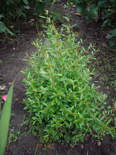 rodie ornamentala