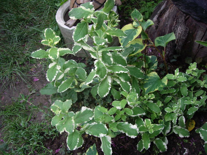 menta variegata