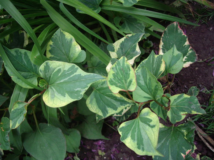 planta cameleon