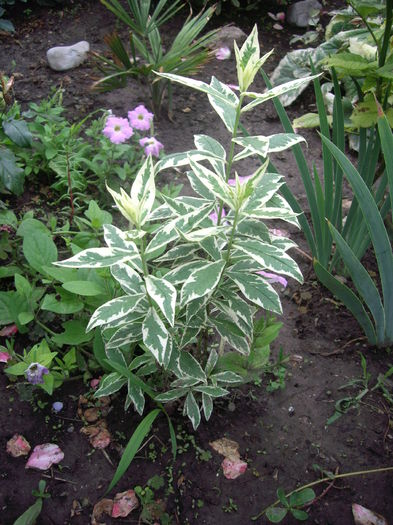 phlox paniculata variegata