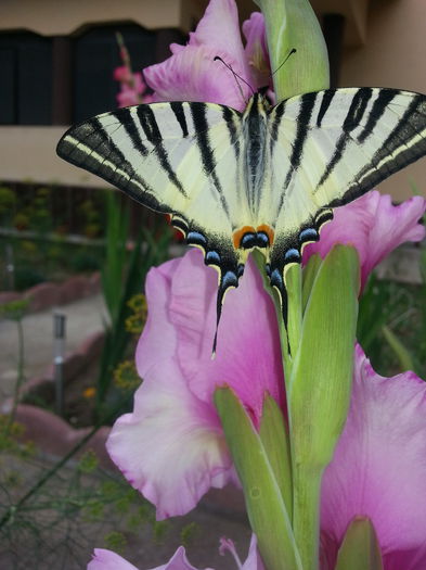 dragul de el - GLADIOLE 2015