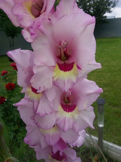 20150704_141849 - GLADIOLE 2015