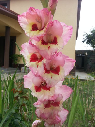 20150704_141907 - GLADIOLE 2015