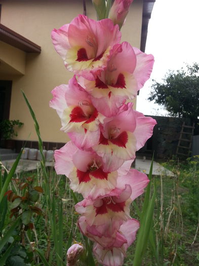 20150704_141914 - GLADIOLE 2015