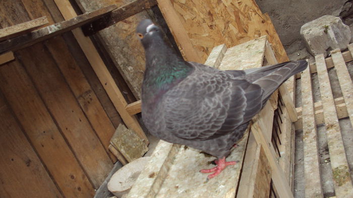 DSC07249 - 03_texan