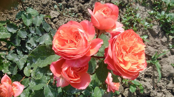 DSC_1224 - Copy - Copy - TRANDAFIRI 2015 II