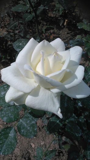 DSC_1236 - Copy - Copy - TRANDAFIRI 2015 II