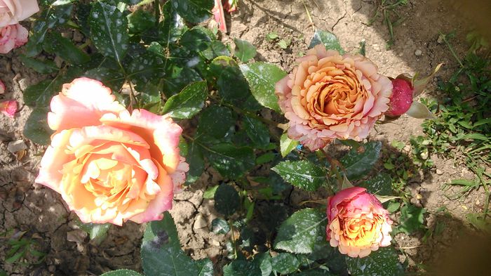 DSC_1239 - TRANDAFIRI 2015 II