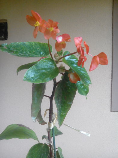 IMG_20150704_130837 - floricele 2015