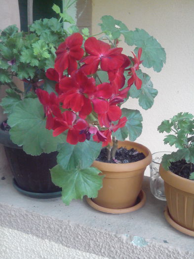 IMG_20150704_130829 - floricele 2015